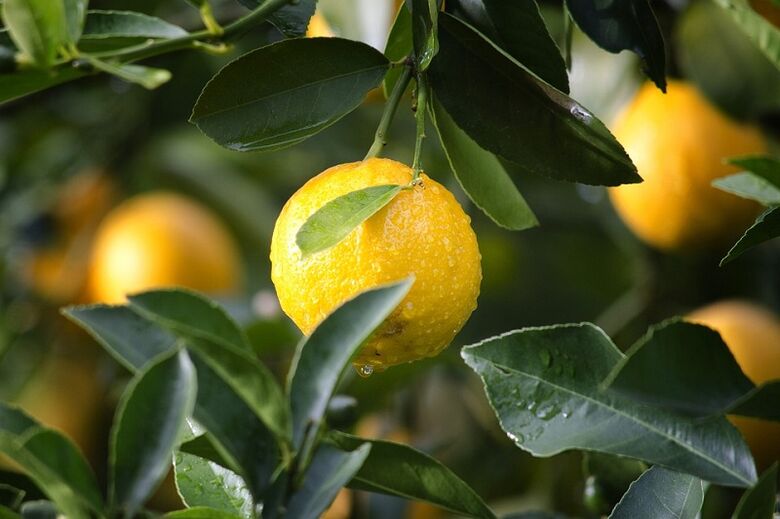 Lemons for increased potency