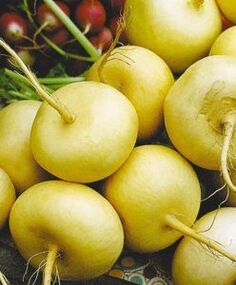 turnip